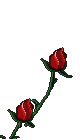 Zwei rote Rosen...